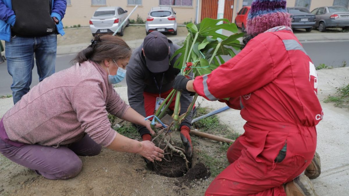 Alcaldía Ciudadana comenzó proceso de arborización nativa en distintos cerros de Valparaíso