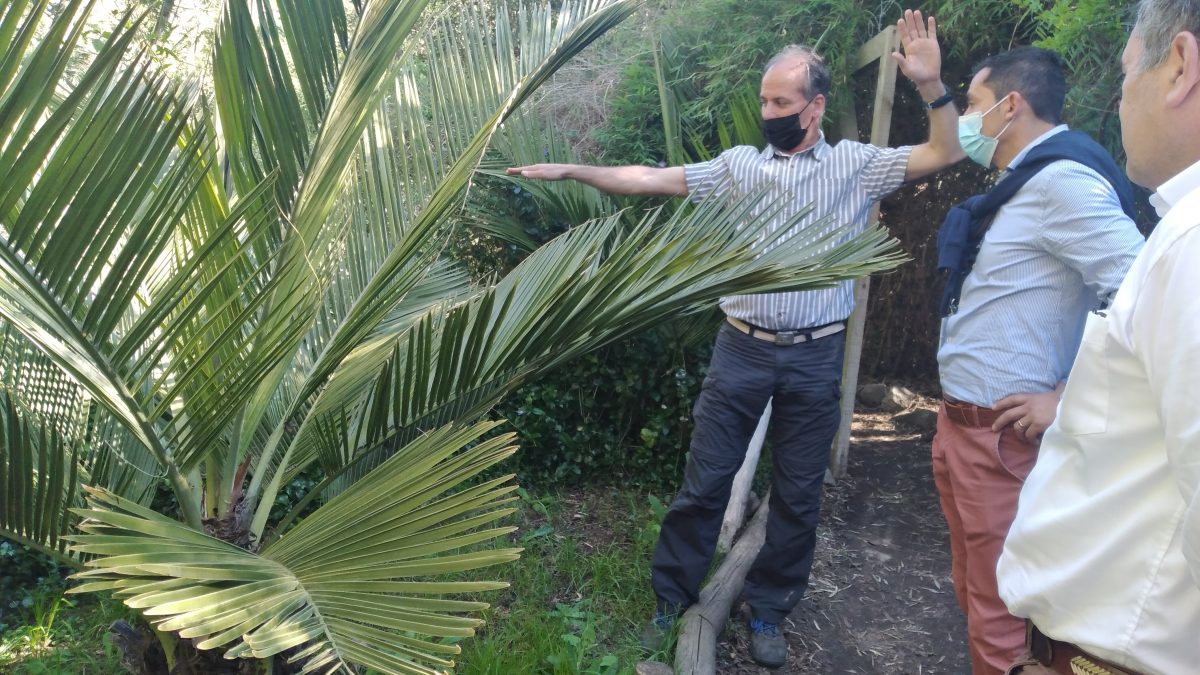 Municipalidad de Panquehue pretende establecer convenios con jardín botánico de viña del mar