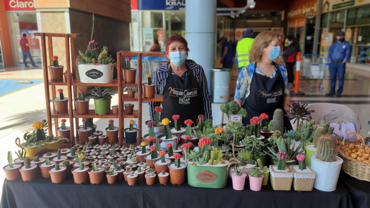 Exitosa reapertura de mercado campesino de INDAP en Los Andes