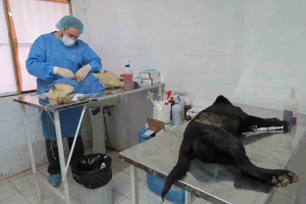 Municipio de San Esteban dará inicio este martes a los operativos gratuitos de esterilización de mascotas en el sector de Río Colorado