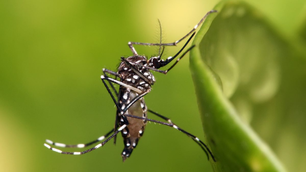 SEREMI de Salud detecta presencia del mosquito <strong>vector Aedes Aegypti en la comuna de Los Andes</strong>