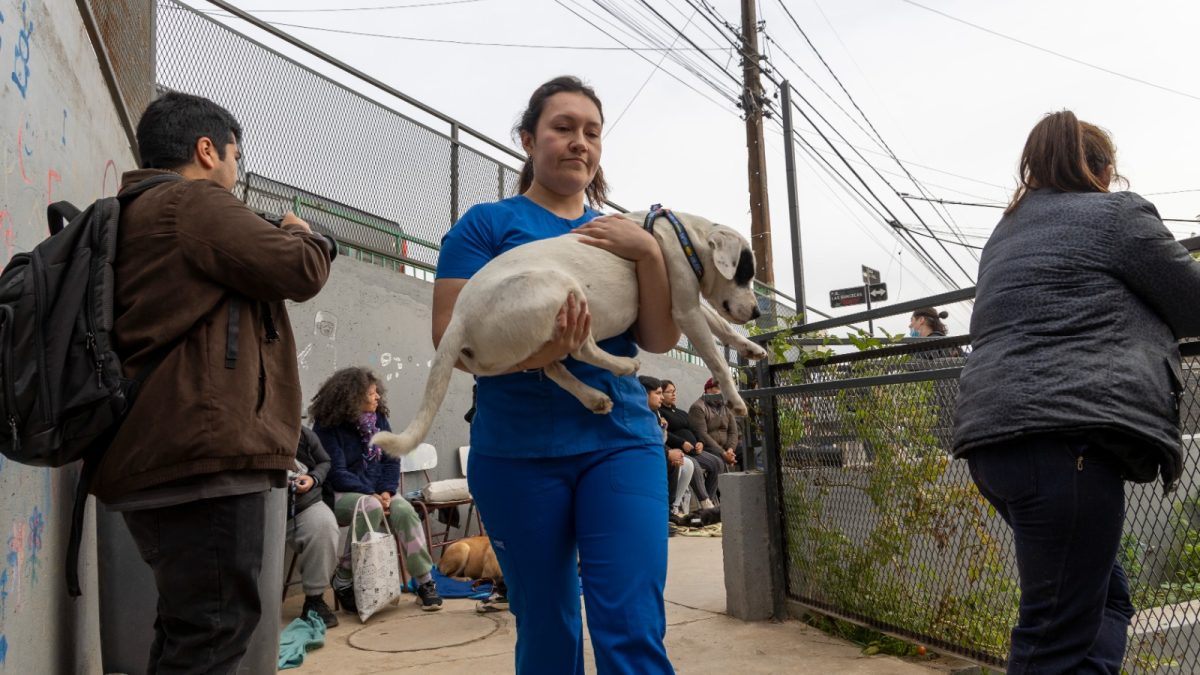 Los cerros de Valparaíso avanzan en bienestar animal: comienza campaña de esterilización para más de 2 mil animales 