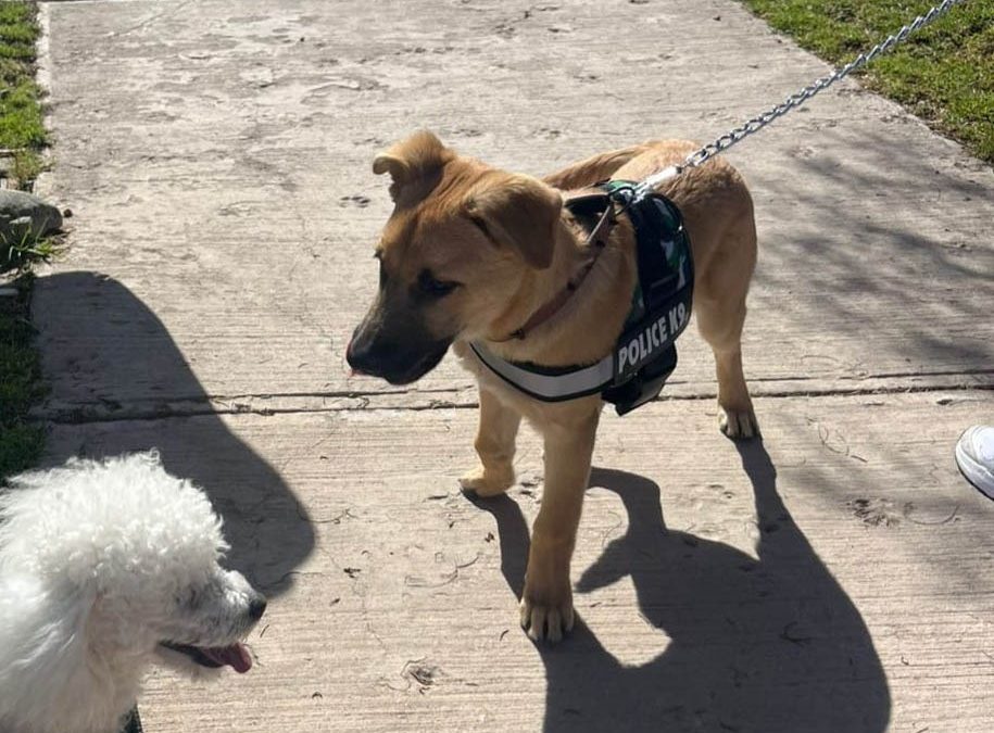 Copiapó: Fiscalía formalizó investigación por delito de maltrato animal